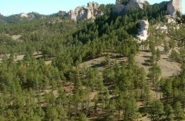 Nebraska National Forest